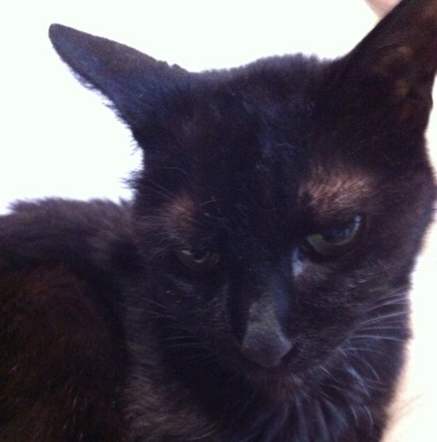 shino39632's profile picture. 堺市在住。カラオケが好き。フラダンス、ちょっと踊れます。生け花、ちょっと出来ます。好きなアーティストは岡村靖幸・スガシカオ・ado