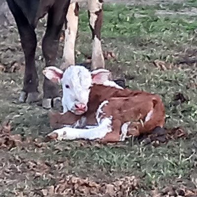 RDegregori79472's profile picture. 