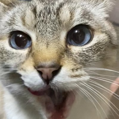 コソコソと貴金属製造卸業中の依田商会segです。製造、卸業、販売してます。依田商会の創業は多分戦後。seg(私)は14年位。猫ちゃんは地域猫のみーにゃん。業務(と猫)、自己メモ用で作ってみました。中の人は、ちょー優柔不断な貧弱体質。午前中はお薬で基本的に連絡不可です。ただいま痛いよーでは無く胃潰瘍らしいです