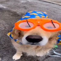 Arpe (@arpecs) 's Twitter Profile