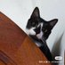 miau_miau (@tuxedocat_didi) Twitter profile photo miau_miau (@tuxedocat_didi) Twitter profile photo