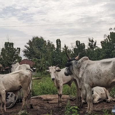 htr_stz's profile picture. 柏林 | she/her