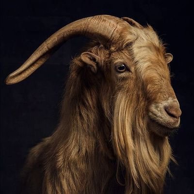 ogba329456_o's profile picture. 