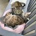 Animal Rescue & Sanctuary (@animalrescuestr) Twitter profile photo Animal Rescue & Sanctuary (@animalrescuestr) Twitter profile photo