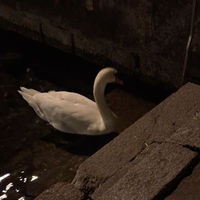 stayywar's profile picture. bukan siapa-siapa