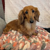 Dexter, Poppy, Marvin, Alvin & Vincent๐ถ๐๐ถ๐ (@karenydavis79) 's Twitter Profile Photo Dexter, Poppy, Marvin, Alvin & Vincent๐ถ๐๐ถ๐ (@karenydavis79) 's Twitter Profile Photo