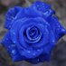 Bluerose (@c6feb00e8a74477) Twitter profile photo Bluerose (@c6feb00e8a74477) Twitter profile photo
