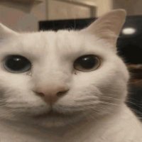 Binx ❗️ (@ma1exu) 's Twitter Profile Photo Binx ❗️ (@ma1exu) 's Twitter Profile Photo