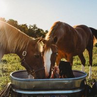 Danielle McLean (@farmherdan) 's Twitter Profile