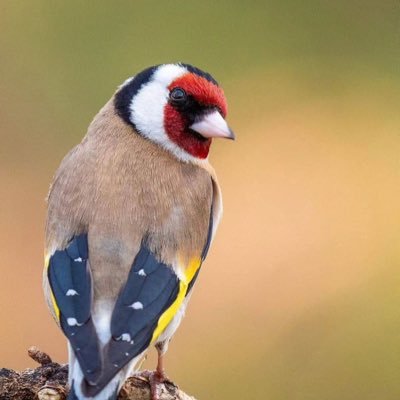 aliterbiz's profile picture. Turk balası