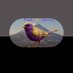 PurpleGoldenSparrow (@pg_sparrow) Twitter profile photo PurpleGoldenSparrow (@pg_sparrow) Twitter profile photo