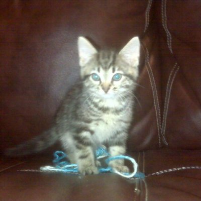 StabbinFever's profile picture. 