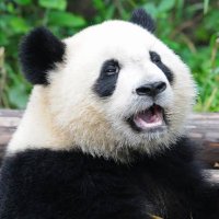 🐼 (@uomgxqdjb250016) 's Twitter Profile
