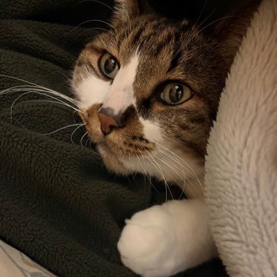 modania_NIKKE's profile picture. 