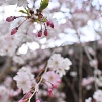 たえこ (@snowdrop6126) 's Twitter Profile