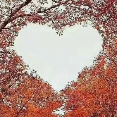 Windfire365's profile picture. 爱意随风起，涩涩难止息    半岛铁盒