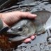 小菅フィッシングヴィレッジ(公式) (@kosugefishing) Twitter profile photo 小菅フィッシングヴィレッジ(公式) (@kosugefishing) Twitter profile photo