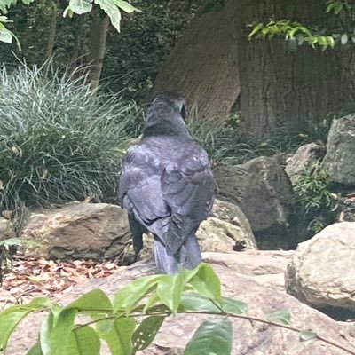 🇯🇵生まれ 🇯🇵スキ 動物大好き 💖趣味 ⭐️カバラ タロット ⭐️天然な所ありますが、1票を大切にー❣️日本第一党🎌推し ♡無言 フォロー ご無礼 多々ございますが ヨロシクお願いします。Twitter 🔰