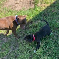 @PawsnTails4TX 🇺🇸🇺🇸🐾🐾 (@pawsntails4tx) 's Twitter Profile Photo @PawsnTails4TX 🇺🇸🇺🇸🐾🐾 (@pawsntails4tx) 's Twitter Profile Photo