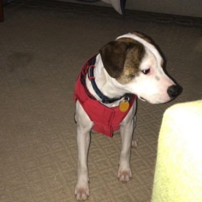 pachet3744942's profile picture. 