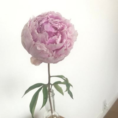 sdv_bi's profile picture. 【部下の備忘録】 #パルダリウム #テラリウム　#観葉 #苔 #コケリウム #動物 #ねこ