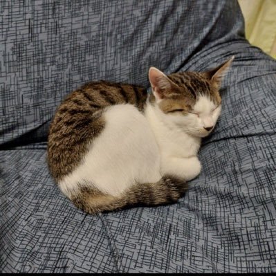 2009oto's profile picture. サモランをメインで遊んでる男です。無言フォロー失礼します。乱獲初心者。任天堂アプリ使えません。全ステ40st野良カンスト、ダムすじノーミス、オオモノ金テッキュウ以外。7ステ☀️1461🌙1464 詳しい記録は拡張プロフにて