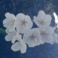 🌸マンゴーオレンジ2026🌸2024🌸 (@jukenpass) Twitter profile photo