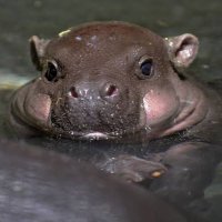 御國ノ犬 (@shachiku_frozen) Twitter profile photo