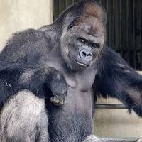 Mr. Deep Insight (@mrdeepinsight1) 's Twitter Profile