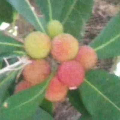 12maguro's profile picture. 🦉多摩動物公園・井の頭・羽村…に時々🐅🐑🦥写真は素人なのでほとんど見る方👀たまに出会った事を🐾