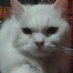 G4LL3r1495 (@zehaeli2925) Twitter profile photo G4LL3r1495 (@zehaeli2925) Twitter profile photo