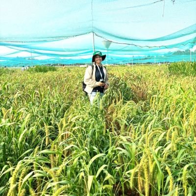 PSpoojashukla's profile picture. With Grace by God.🌼

#millets #smallmillets #foxtailmillet