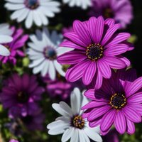 Carmina Lagardera Ro (@lagarderaro) 's Twitter Profile