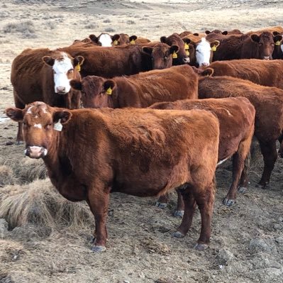 L77 Ranch montana cattle producer. Father of three, married to a beautiful woman who is my best friend. God be with our country 🇺🇸