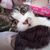 kazumi (@kazumi12946645) 's Twitter Profile Photo