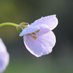 Clodhoppa (@simplyplants) Twitter profile photo Clodhoppa (@simplyplants) Twitter profile photo