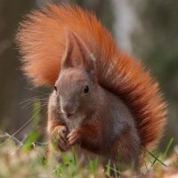 Steve Squirrell ๐ฟ๏ธ (@steveasquirrell) 's Twitter Profile