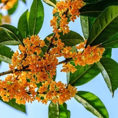 kinmokusei_1125's profile picture. 