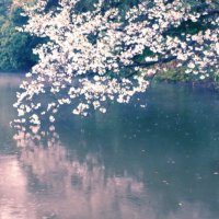 satosii 🌸✨ (@satosii_music) 's Twitter Profile