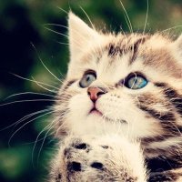 黒猫 (@yutaka_taki88) 's Twitter Profile Photo 黒猫 (@yutaka_taki88) 's Twitter Profile Photo