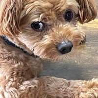 ピンコロで早くあの世にいきたい (@7777onon) 's Twitter Profile