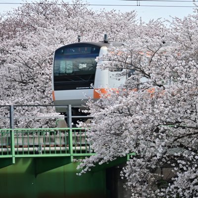 tapiokalemon's profile picture. 御朱印 旅行 観光 ラーメン カメラ nikon z 50 Ⅱ(初心者)