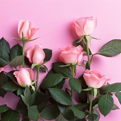 治験コーディネーター🌸日本癌治療学会認定ジュニアCRC🌸CNJがんナビゲーター🌸GCPパスポート🌸法政大学法学部(通教)法律学科🌸ヨガ
