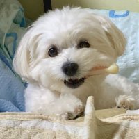 そらwithひめ (@eo_sorapoo) 's Twitter Profile