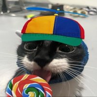Whimsical Cat (@whimsical_cat74) 's Twitter Profile
