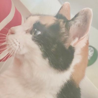 non_timako's profile picture. 人生変えるおnewな配信者!!! // ゲーム、雑談配信メイン // 目指せフォロワー1億人!!