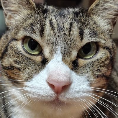🐱キジトラ豹柄の男子です。裏金政治糾弾、安保法制戦争法廃止、憲法九条を守り市民と野党の共闘再生で戦争をしない、あらゆる差別に反対、消費税減税、ジェンダー平等、格差と貧困を無くす政治を実現させましょう。市民連合所属。✨日本共産党(JCP)後援会サポーター😺🐾肉球新党党員です。にゃ〜ん❗