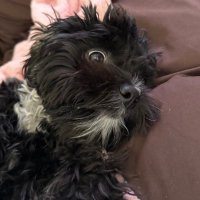 Cris (@zcrispii) 's Twitter Profile