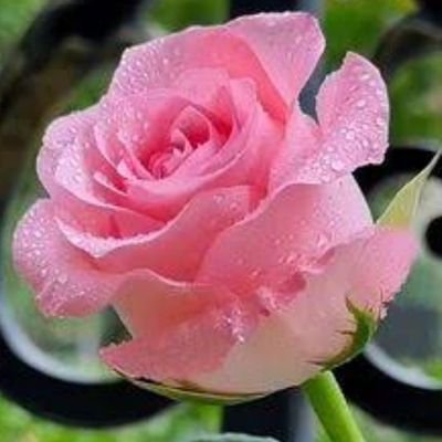 PatriciaDo99986's profile picture. Simple but gorgeous