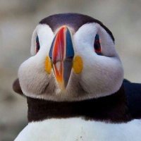 bright puffin 2.0 (@macareuxl) 's Twitter Profile